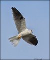 _1SB9817 white-tailed kite